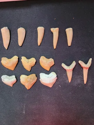 Fossili di denti di squalo e pesce: Otodus Obliqus, Squalicorax, Enchodus