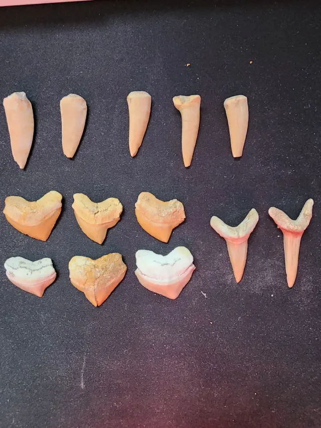 Fósiles Otodus Obliqus, Squalicorax, Enchodus