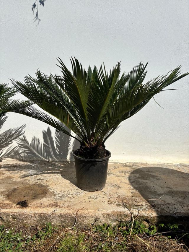 Cycas en maceta