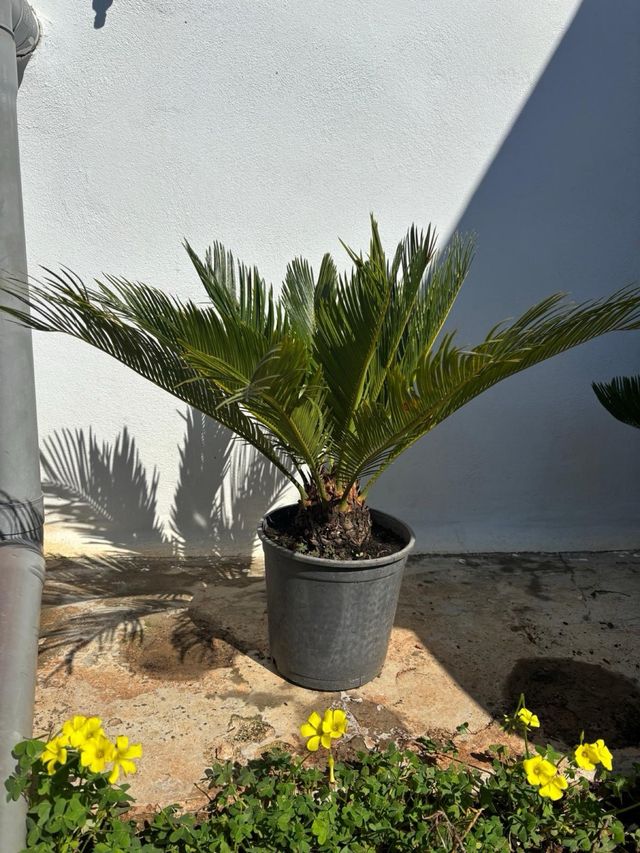 Cycas en maceta