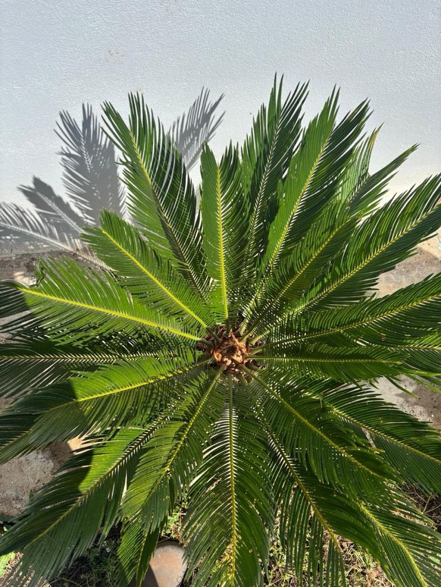 Cycas en maceta
