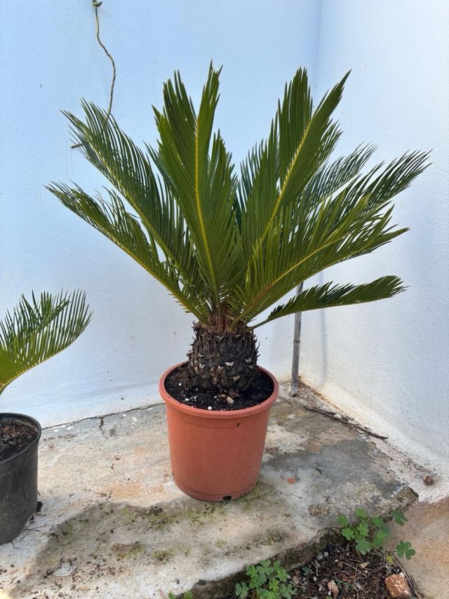 Cycas en maceta