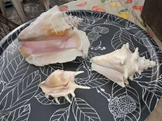 Conchiglie decorative