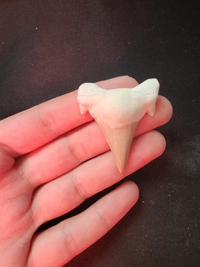 Diente Fósil Otodus Obliqus Calidad