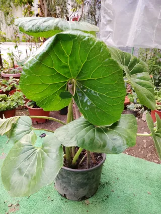 3 Piante: 2 Variegate, 1 Antica