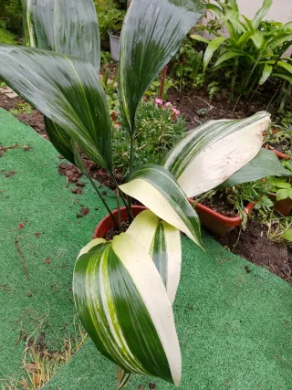 3 Piante: 2 Variegate, 1 Antica