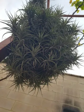Tillandsia colgante