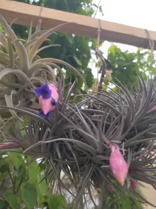 Tillandsia colgante