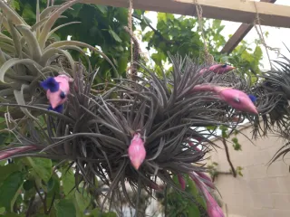 Tillandsia colgante