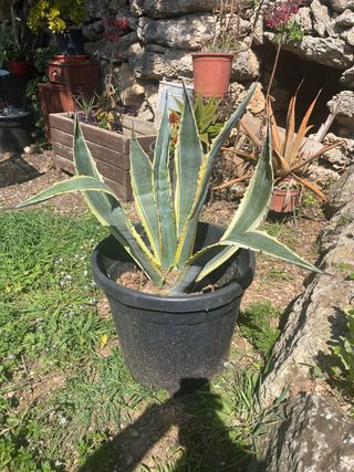 Agave variegado en maceta