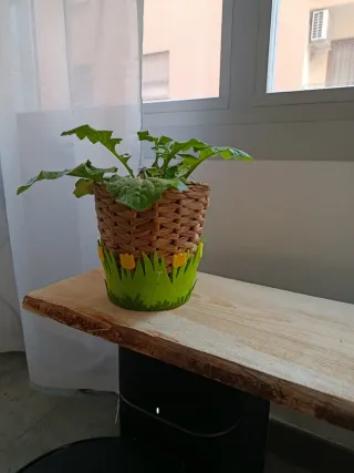 Adorno macetas césped y flores