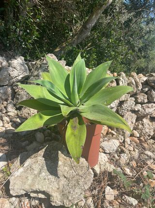 Agave attenuata en maceta
