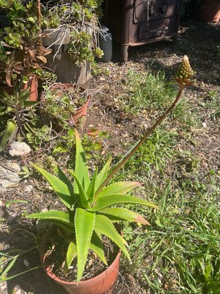 Aloe perfoliata en flor