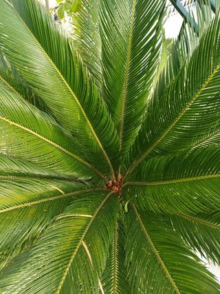 Planta Cica en Maceta