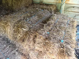 Fardos de hierba seca