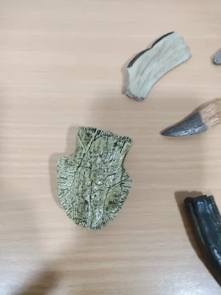 Réplicas Dientes y Garras Dinosaurios