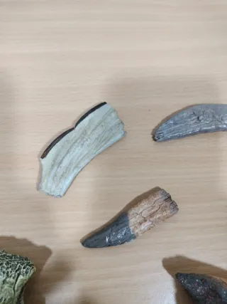 Réplicas Dientes y Garras Dinosaurios