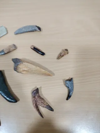 Réplicas Dientes y Garras Dinosaurios