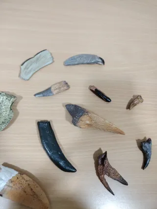 Réplicas Dientes y Garras Dinosaurios