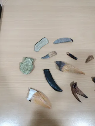 Réplicas Dientes y Garras Dinosaurios