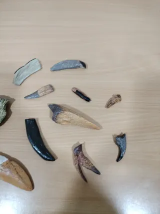 Réplicas Dientes y Garras Dinosaurios