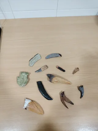Réplicas Dientes y Garras Dinosaurios