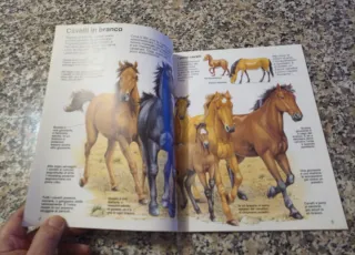 Scopriamo la Natura Cavalli di L  Smith illustrato