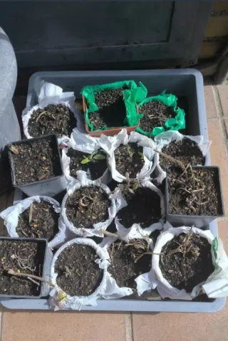 Consuelda Rusa Pack 3 Consueldas