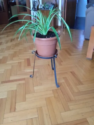 Planta natural con maceta y soporte