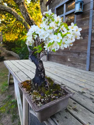 Bonsái Manzano Everest