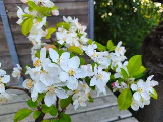 Bonsái Manzano Everest