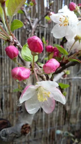 Bonsái Manzano Everest