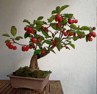 Bonsái Manzano Everest