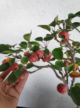 Bonsái Manzano Everest