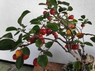 Bonsái Manzano Everest