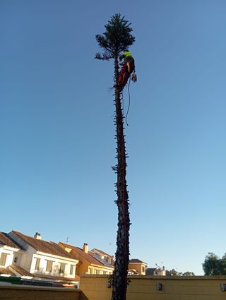 Poda , Tala y desbroces provincia de Cadiz