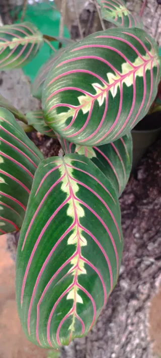 Maranta tricolor