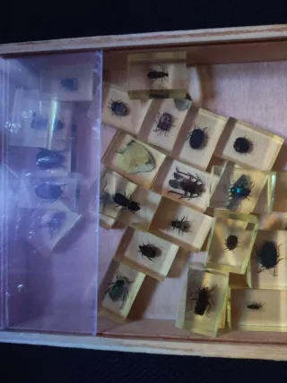Collezione di insetti in resina