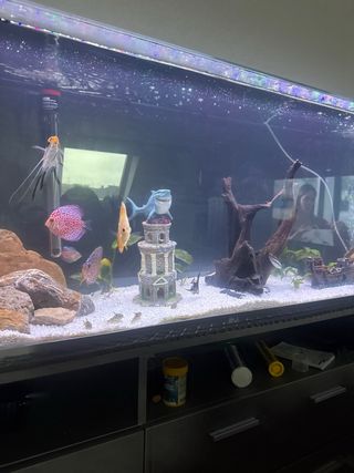 Acuario 200L con accesorios