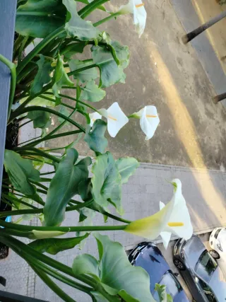 Se ofrecen labores de jardinería