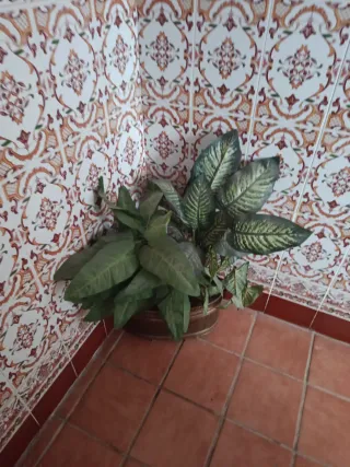 Maceta decorativa de terracota