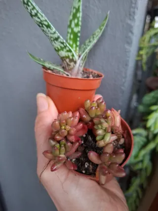 Plantas Sedum y Gasteria