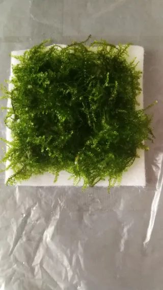 Musgo Lloron (Weeping Moss) , Vesicularia Ferriei