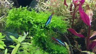 Musgo Lloron (Weeping Moss) , Vesicularia Ferriei