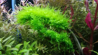 Musgo Lloron (Weeping Moss) , Vesicularia Ferriei