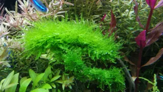 Musgo Lloron (Weeping Moss) , Vesicularia Ferriei