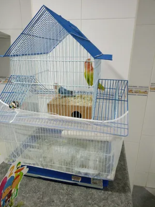 Jaula para agapornis regalo agapornis y nido