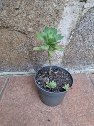 Siempreviva en maceta