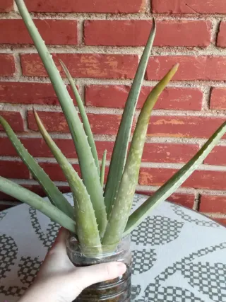 Planta Aloe Vera en Maceta Reciclada