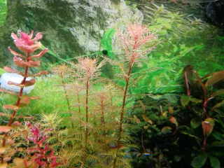 Proserpinaca Palustris Cuba - Plantas de Acuario